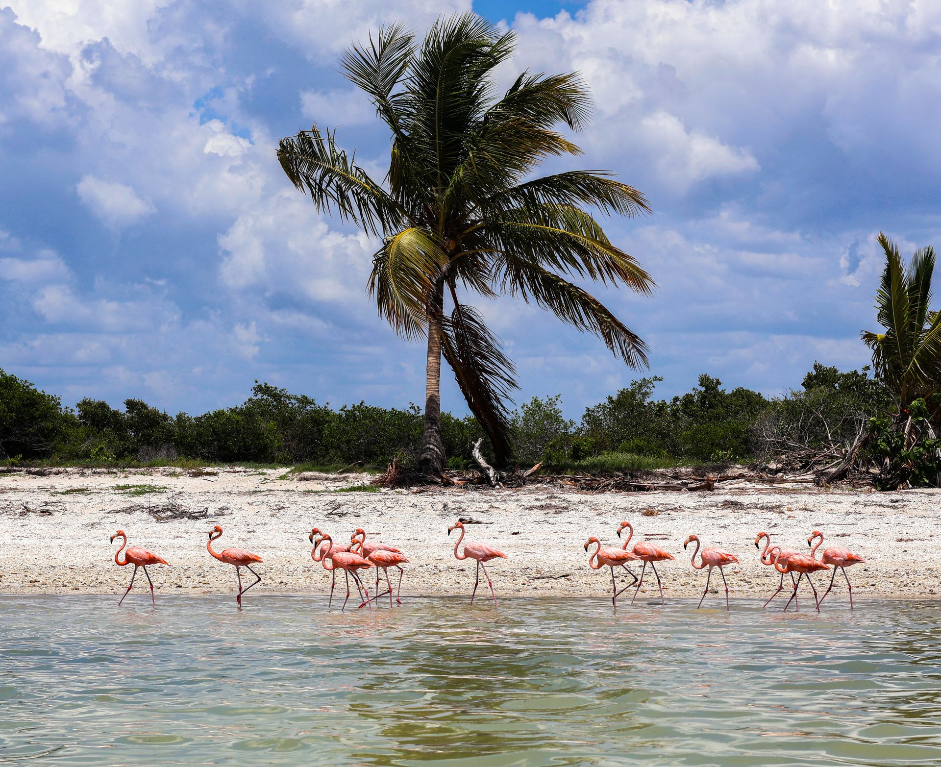 Celestún mangrove lagoon and Gulf Coast